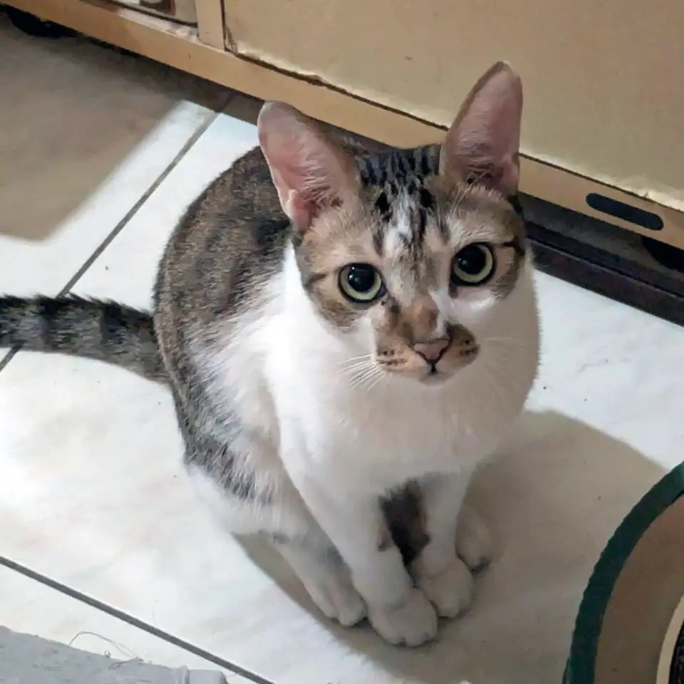 小斑